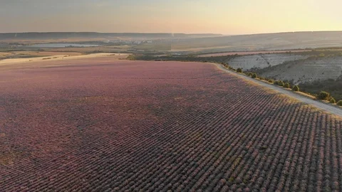  Flight over lavender meadow. Stock Footage 91350570