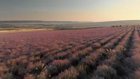  Flight over lavender meadow. Stock Footage 91350585