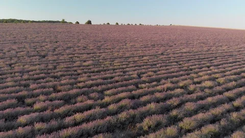  Flight over lavender meadow. Stock Footage 91350601