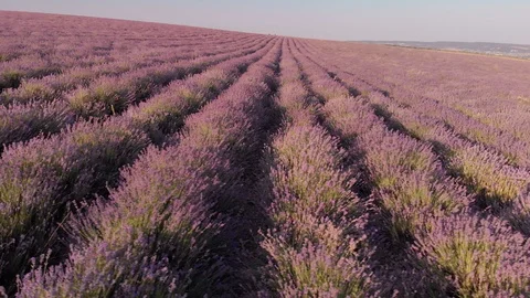  Flight over lavender meadow. 库存影片 91350615