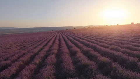 Flight over lavender meadow Stock Footage 91934911