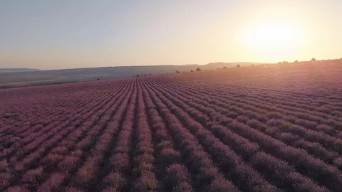 Flight over lavender meadow Stock Footage 91934946