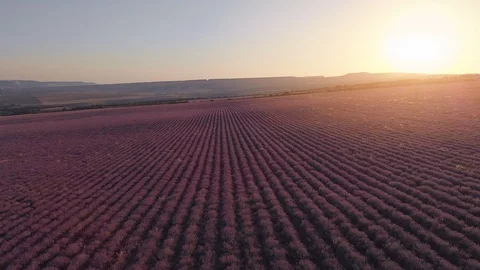 Flight over lavender meadow Stock Footage 91934986