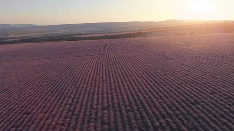 Flight over lavender meadow Stock Footage 91934991