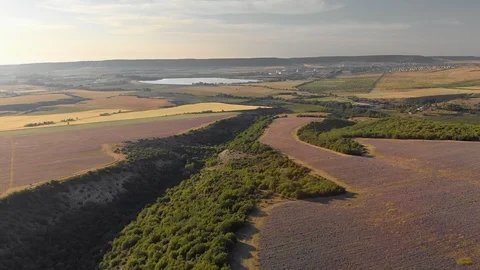 Flight over lavender meadow at sunset Stock Footage 93914128