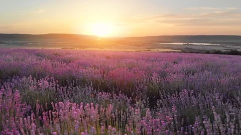 Flight over lavender meadow at sunset 库存影片 93914145