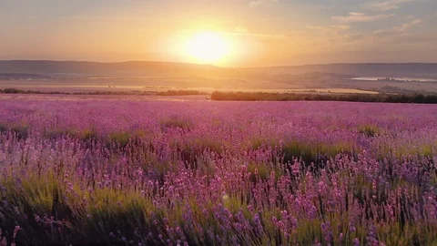 Flight over lavender meadow at sunset Stock Footage 93914153