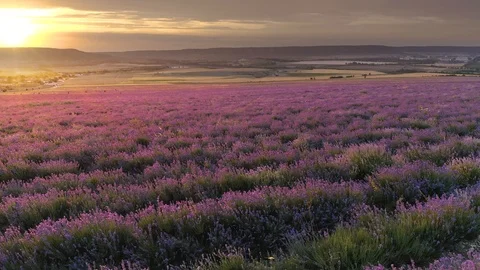  Flight over lavender meadow at sunset. 스톡 동영상 115303127
