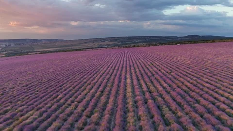 Flight over lavender meadow at sunset. Vídeos de archivo 115303286