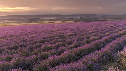  Flight over lavender meadow at sunset. Vídeos de archivo 115303362