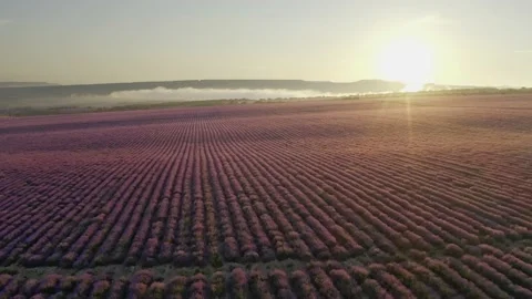 Flight over lavender meadow at sunset.  Stock Footage 134994709