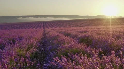 Flight over lavender meadow at sunset.  Stock Footage 134994752