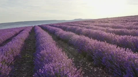 Flight over lavender meadow at sunset.  Stock Footage 134994792