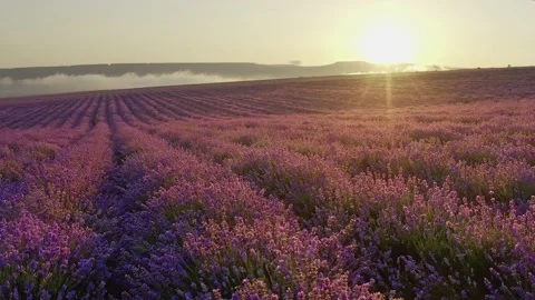 Flight over lavender meadow at sunset.  Vídeos de archivo 134994796