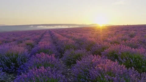 Flight over lavender meadow at sunset.  Stock Footage 134994868