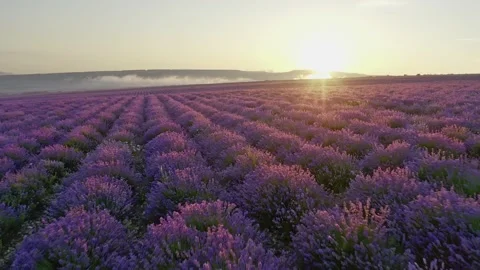 Flight over lavender meadow at sunset.  库存影片 134994908