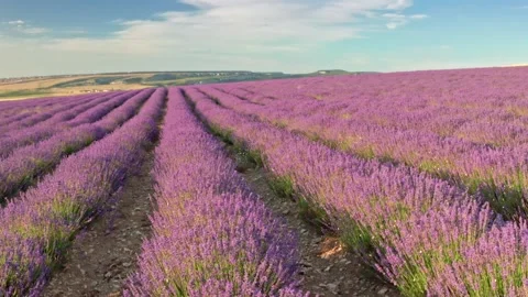 Flight over lavender meadow at sunset.  Stock Footage 234045301