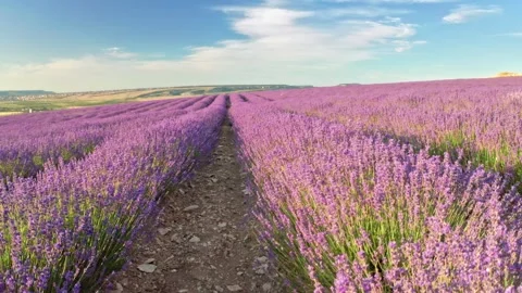 Flight over lavender meadow at sunset.  Stock Footage 234045329