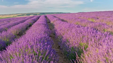 Flight over lavender meadow at sunset.  Stock Footage 234045375