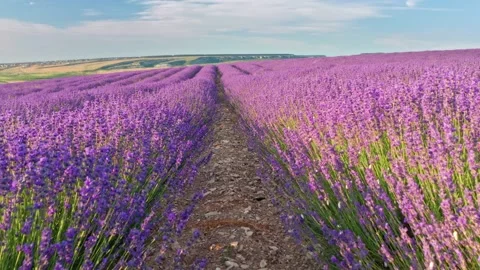 Flight over lavender meadow at sunset.  Stock Footage 234045422