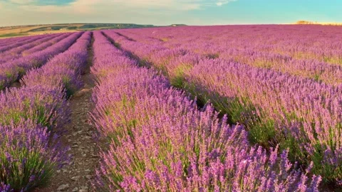 Flight over lavender meadow at sunset.  Stock Footage 234045435