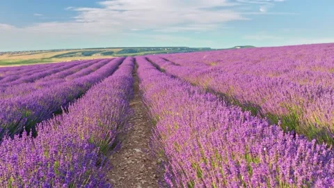 Flight over lavender meadow at sunset.  Stock Footage 234045599