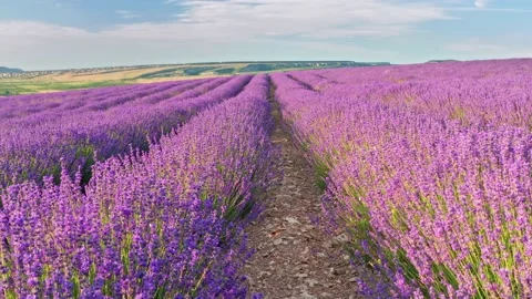 Flight over lavender meadow at sunset.  Stock Footage 234045732