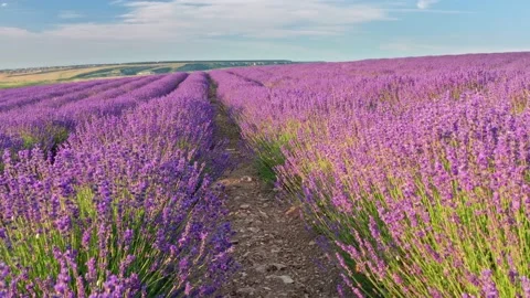 Flight over lavender meadow at sunset.  Stock Footage 234045829
