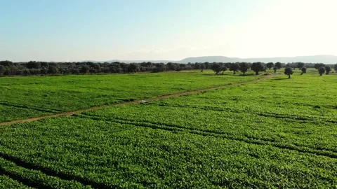 Flight over lettuce field with olive trees in afternoon Stock Footage 137781680