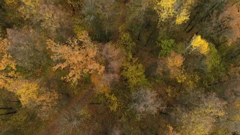 Flight over a Limitless Forest in Autumn. Top View Video stock 160696355