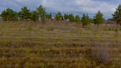 Flight over little pine trees Stock Footage 99725561