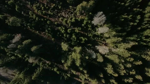 Flight over  Lush Forest Canopy 스톡 동영상 221360709