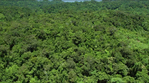 Flight over lush green rainforest jungle canopy Stock Footage 25327928