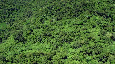 Flight over lush green rainforest jungle canopy Video stock 25332703