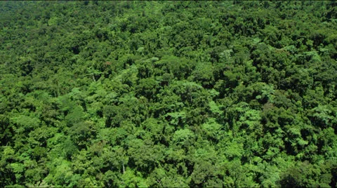 Flight over lush green rainforest jungle canopy Stock Footage 25332926