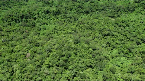 Flight over lush green rainforest jungle canopy Stock Footage 25333809