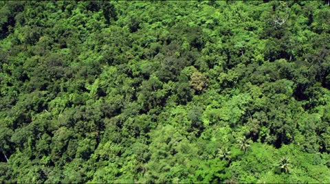 Flight over lush green rainforest jungle canopy Video stock 25334746
