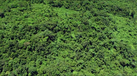 Flight over lush green rainforest jungle canopy Video stock 25340591