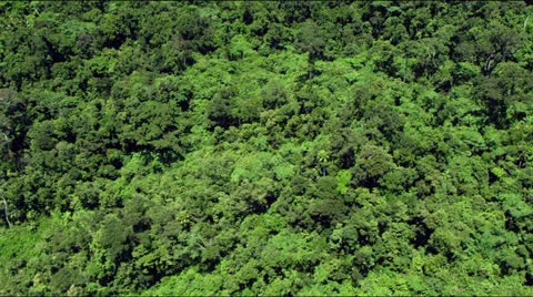 Flight over lush green rainforest jungle canopy Video stock 25340603