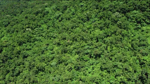 Flight over lush green rainforest jungle canopy Video stock 25363237