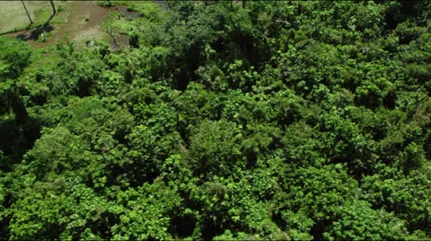 Flight over lush green rainforest jungle canopy Video stock 25363890