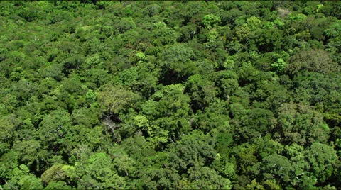 Flight over lush green rainforest jungle canopy Video stock 25363900