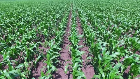 Flight over maize corn field aerial view video. Harvest agriculture farm Stock Footage 85178124