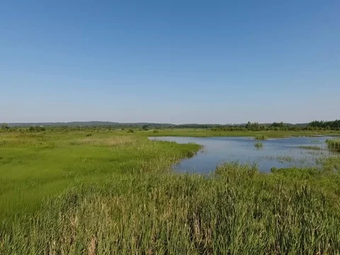 Flight over the marsh at low altitude on a sunny day Stock Footage 70346907