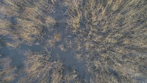 Flight over the marshes Stock Footage 120403233
