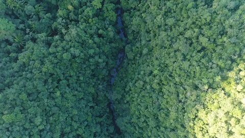 Flight over Mayan Mountains stream in Central American Jungles Stock Footage 122694197