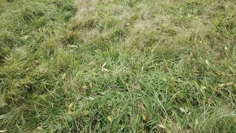 Flight over a meadow Stock Footage 80847724