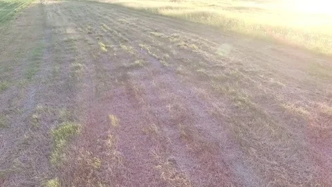 Flight over meadow Stock Footage 99118720