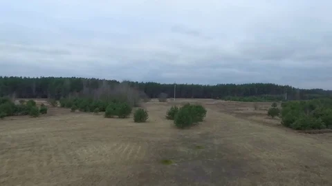 Flight over meadow Stock Footage 99118748