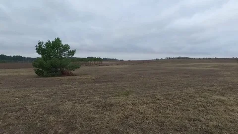 Flight over meadow Stock Footage 99118751